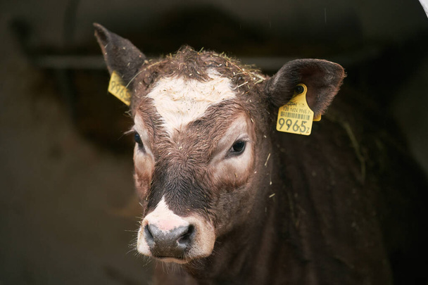 Una vaca suiza con una etiqueta en la granja. Concepto de hacer queso en Suiza. - Foto, imagen