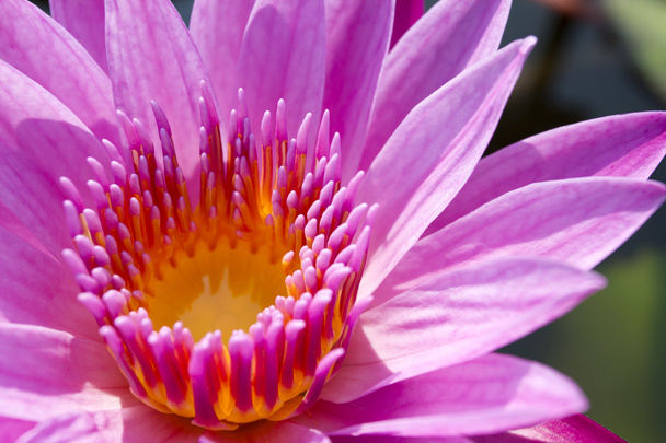 Beautiful Lotus flower - Fotografie, Obrázek