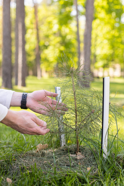 A small seedling of a pine tree in the hands of man. Forest planting concept.  - Φωτογραφία, εικόνα