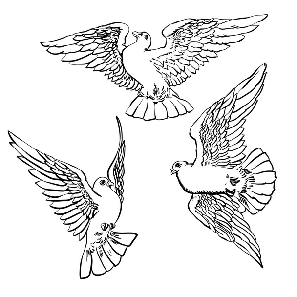 Three flying doves sketch set.Vector illustration - Vecteur, image