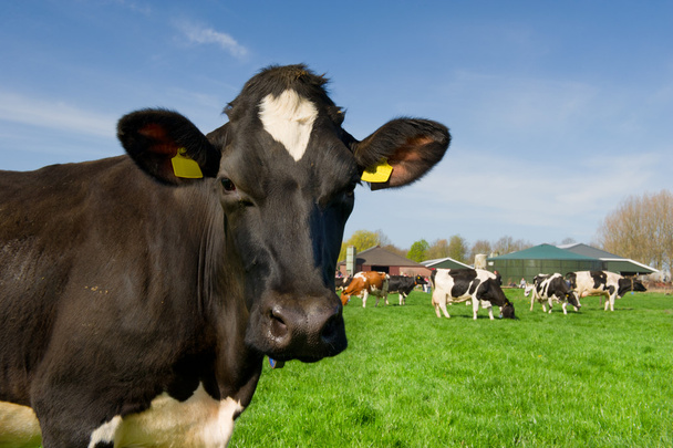 Lehmät Alankomaiden maisemassa - Valokuva, kuva