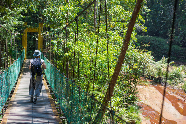 Trekking in Borneo rainforest - Photo, Image