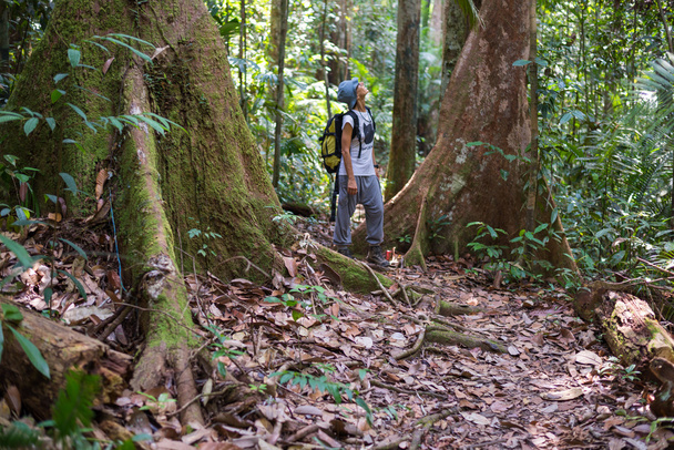 Borneo yağmur ormanlarında trekking - Fotoğraf, Görsel