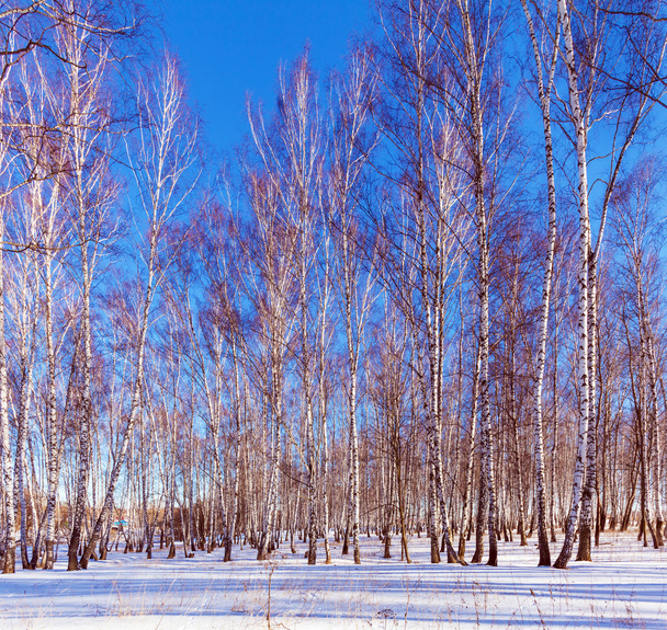 Ηλιόλουστη μέρα του χειμώνα στο δάσος - Φωτογραφία, εικόνα