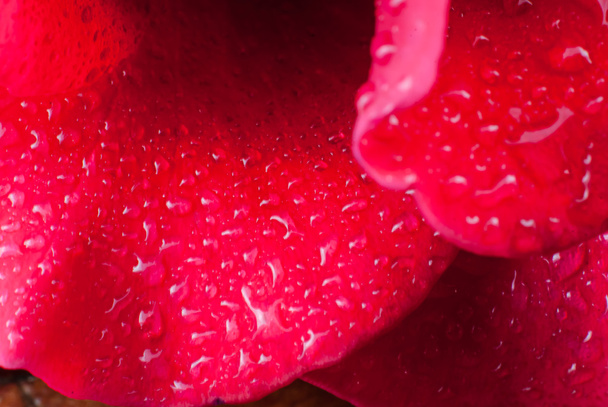  botão de rosa vermelho com gotas de água em pétalas
 - Foto, Imagem