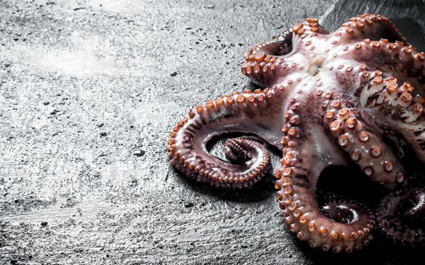 Octopus on rustic black background - Фото, зображення