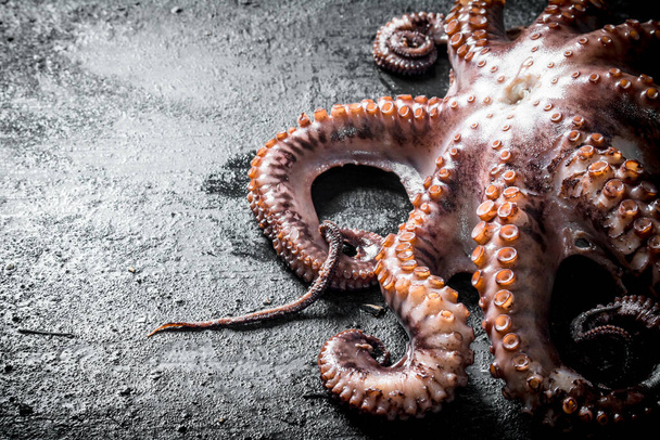 Fresh octopus food. On black rustic background - 写真・画像
