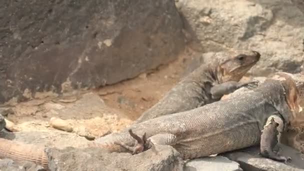 The Gallotia stehlini is a giant lizard species found solely on Gran Canaria island. Its distinctive looks and intriguing actions have made it a widely studied and observed creature. - Footage, Video