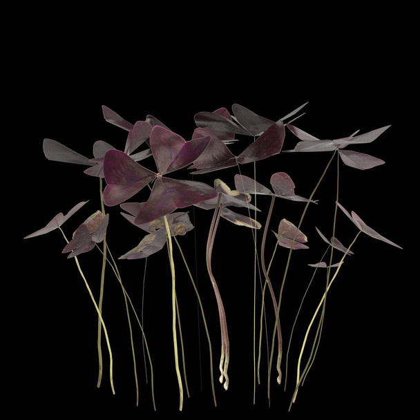 3d illustration of oxalis triangularis plant isolated on black background - Foto, Imagem