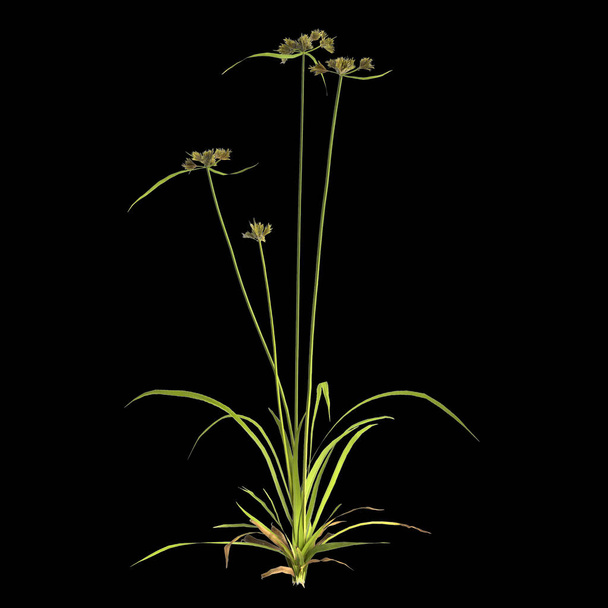 3d illustration of cyperus difformis plant isolated on black background - Fotoğraf, Görsel