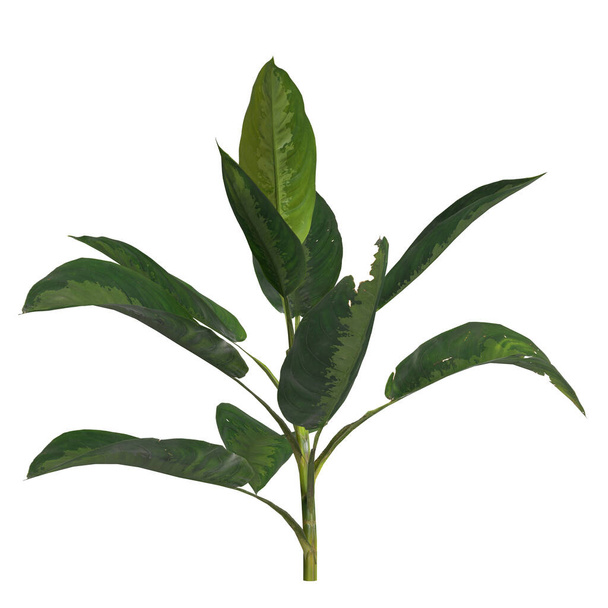 3d illustration of aglaonema silver bay plant isolated on white background - Photo, Image