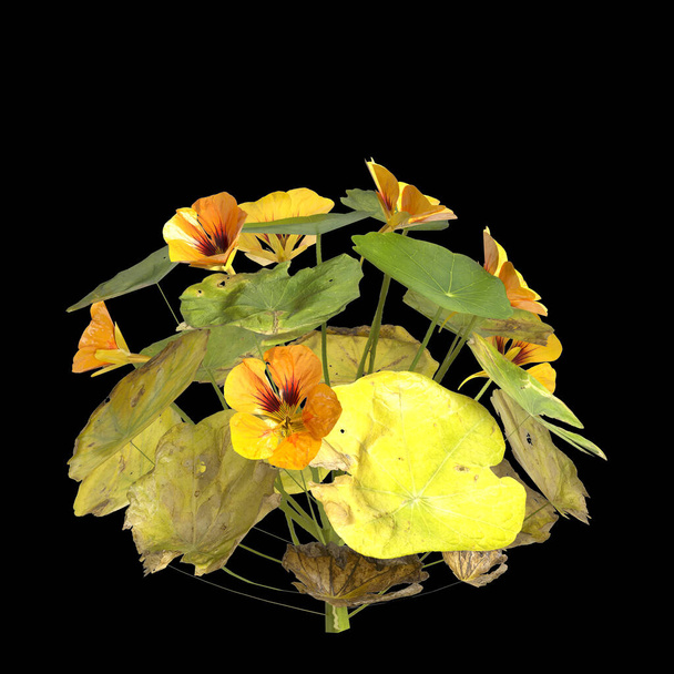 3d illustration of nasturtiums plant isolated on black background - Foto, Imagem