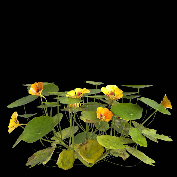3d illustration of nasturtiums plant isolated on black background - Photo, Image