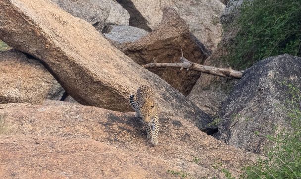 Lampart (Panthera pardus) stojący na wzgórzach Aravalli. Selektywna koncentracja na twarzy lamparta. - Zdjęcie, obraz