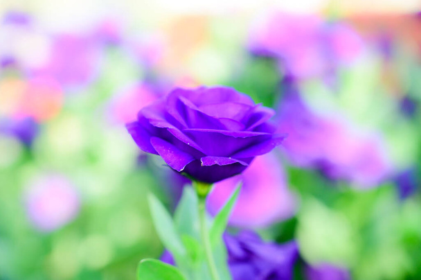 タイのチェンマイフラワーフェスティバルの庭で紫色のリシャントスの花. - 写真・画像