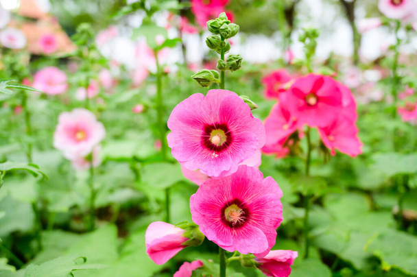 Ροζ λουλούδια Hollyhock στον κήπο, Chiang Mai Province. - Φωτογραφία, εικόνα