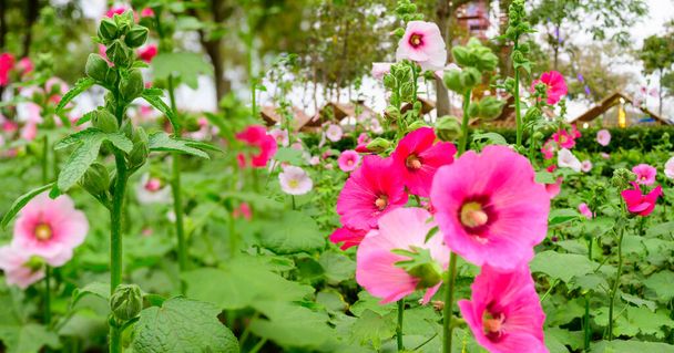 チェンマイ県の庭にピンクのHollyhock花のパノラマ. - 写真・画像