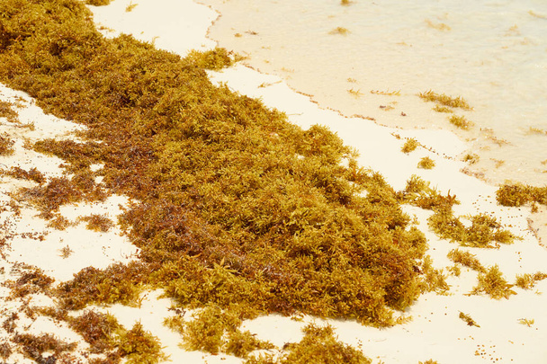 Algae on the Caribbean coast in Mexico - Photo, Image