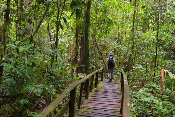 Die Erforschung des Borneo-Regenwaldes - Foto, Bild