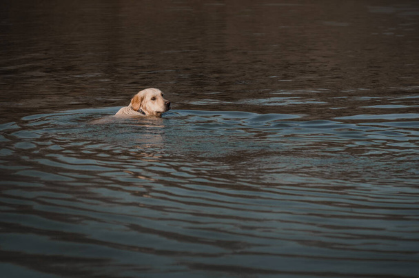 golden retriever dog swims in the river summer walk near the water - Fotó, kép