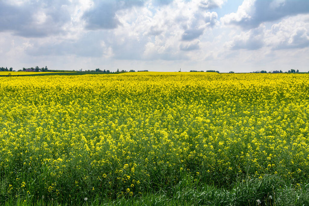 view of a blooming rape field - Fotoğraf, Görsel