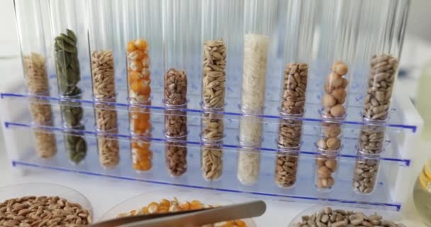 Testbuizen met granen en korrels van fokplanten en microscoop in het laboratorium. Proef biologische granen en granen in het laboratorium - Video