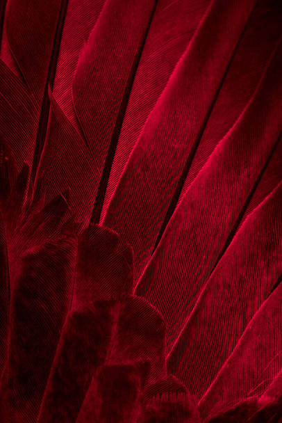 vörös toll galamb makró fénykép. textúra vagy háttér - Fotó, kép