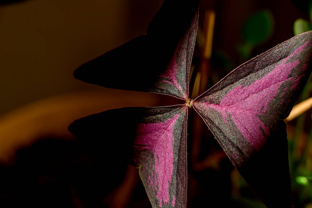 Beautiful potted home plant Oxalis triangular magenta in a hard beam of light - Fotó, kép