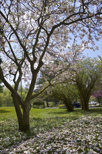 Putoavat terälehdet yli magnolia kukka puita Romanttinen Kukka puu luonnon yllä tausta keväällä kausi kukkia Taustaa - Valokuva, kuva