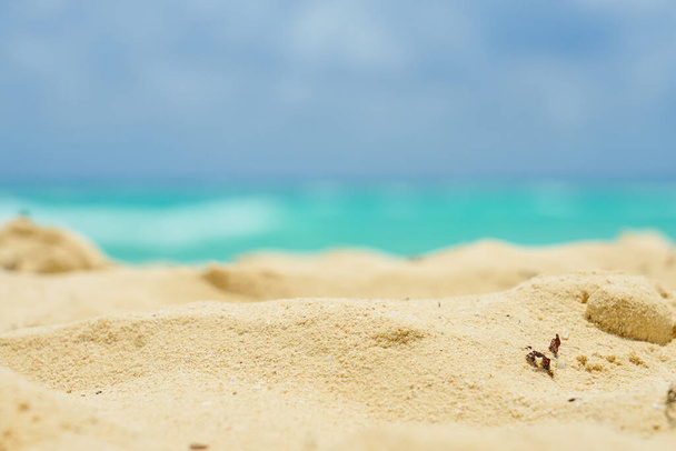 Piaszczysta plaża na wybrzeżu Karaibów w Meksyku - Zdjęcie, obraz