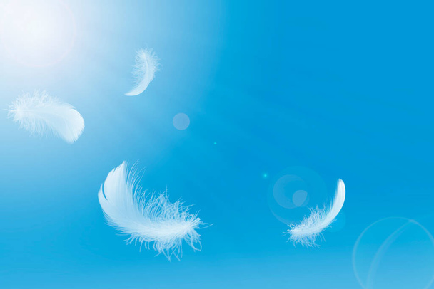  White Bird Feathers Floating in The Sky. Plumes volant dans le ciel. - Photo, image