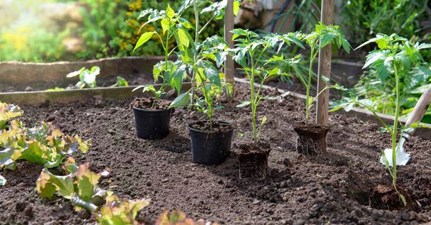 plántulas de tomate y pimienta listas para ser plantadas y puestas en el suelo en una cama de madera - Foto, Imagen
