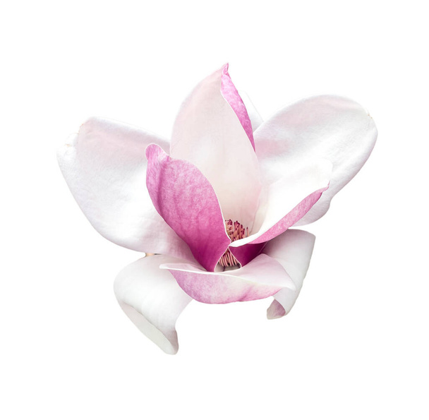 Flor de magnólia roxa, Magnolia felix isolado no fundo branco
 - Foto, Imagem