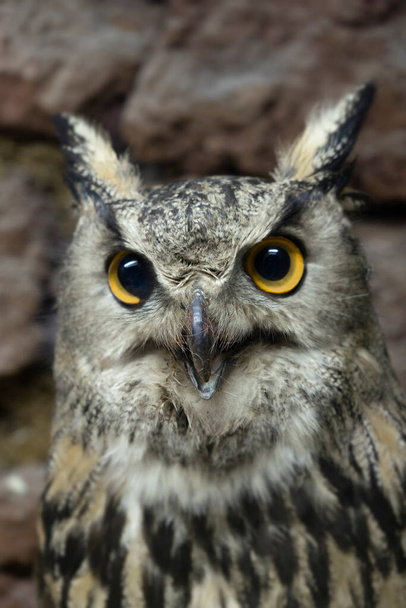 Eastern screech owl close up head shot portrait - Photo, Image