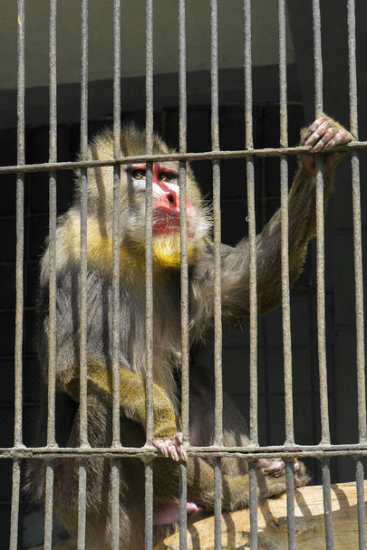 動物園の檻の中のマンドリル猿 - 写真・画像