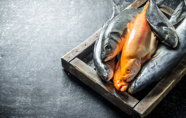 A variety of fresh fish on a tray. On dark rustic background - Foto, imagen