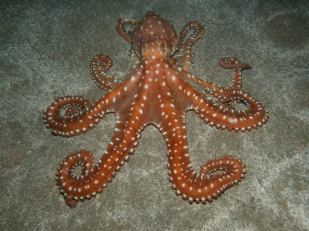 Atlantická bílá skvrnitá chobotnice z Kypru - Fotografie, Obrázek