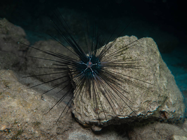 ouriço-do-mar spined longo invasivo - Foto, Imagem