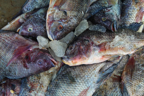 heap of tilapia fish with ice ready for sale HD - Photo, Image
