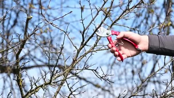 Навесні чоловік обмотує гілки плодоносного дерева, весняні роботи в саду Повільний рух Відео Постріл
. - Кадри, відео