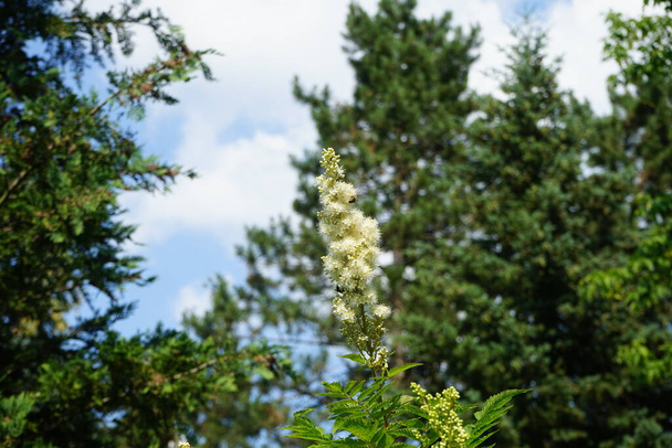 Arılar Haziran 'da Sorbaria sorbifolia çiçeklerinin üzerinde uçarlar. Sorbaria sorbifolia, Rosaceae familyasından bir bitki türü. Berlin, Almanya  - Fotoğraf, Görsel