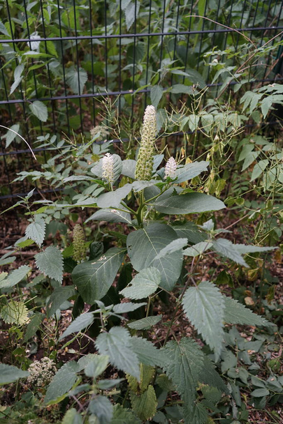 I fiori di Phytolacca acinosa sbocciano a giugno. La Phytolacca acinosa (Phytolacca acinosa Linnaeus, 1758) è una pianta della famiglia delle Phytolaccaceae. Berlino, Germania  - Foto, immagini
