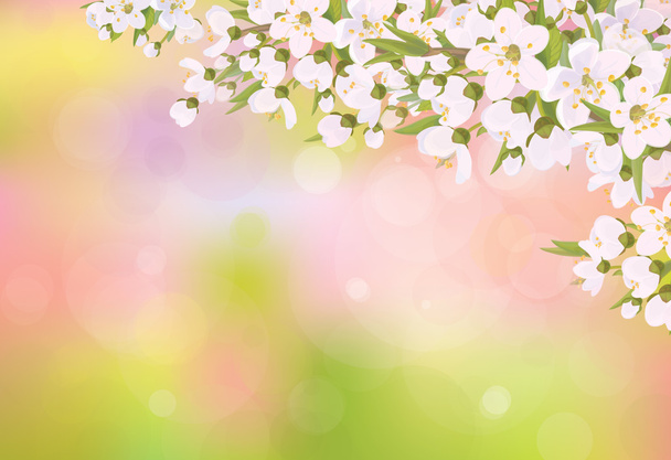 Blossoming branches of cherry tree - Vector, Image