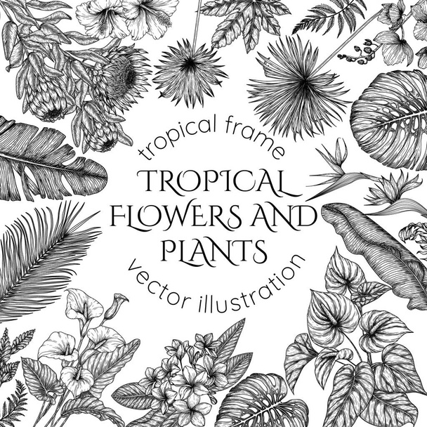  Trópusi kerti vektor keret gravírozás stílusban. Anthurium, aralia, protea, pálma és banánlevél, orchidea, liviston, sabal, plumeria, zantedeschia, strelitzia, hibiszkusz - Vektor, kép
