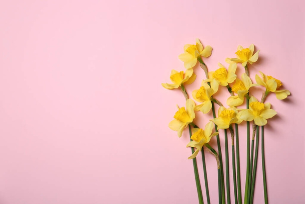 Beautiful yellow daffodils on pink background, flat lay. Space for text - Foto, imagen