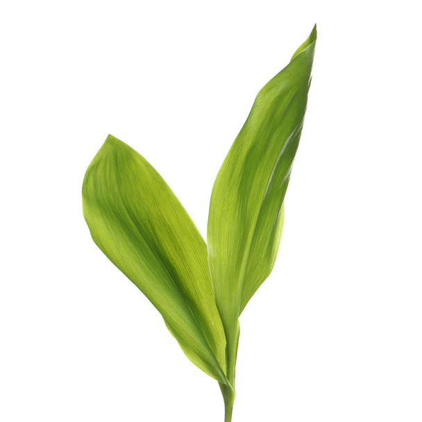 Beautiful lily of the valley leaves on white background - Foto, immagini