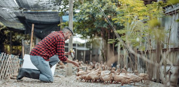 The livestock farm worker joyfully feeds the ducks. Identifying diseases in poultry farms, including diagnostic testing and close observation of duck behavior. Ensuring proper hygiene procedures - Foto, immagini