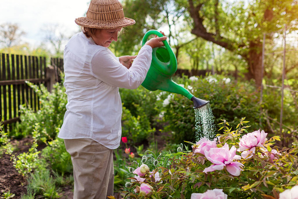 Portrait of senior woman watering tree peonies in bloom with watering can in spring garden. Gardener taking care of flowering plants outdoors - Foto, Imagem