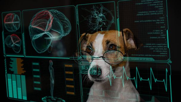 Jack Russell Terrier dog looks at the virtual menu medical screen. human brain research - Fotoğraf, Görsel