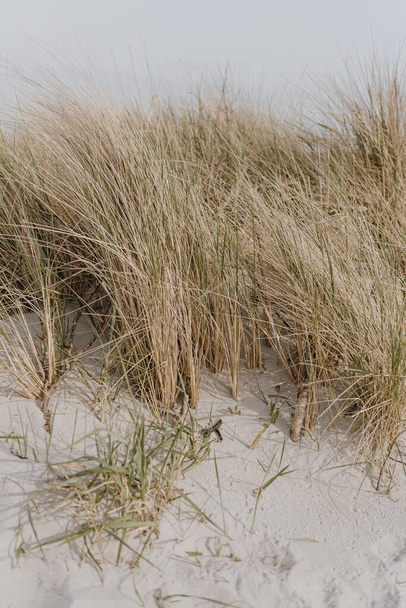 Αποξηραμένο γρασίδι πηγάζει στην παραλία με λευκή άμμο. Ουδέτερα μπεζ χρώματα φυσικό τοπίο - Φωτογραφία, εικόνα